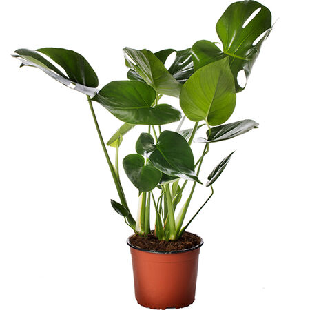 Tauerii, Monstera Seed - Packet image number null